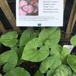 Asarum forbesii