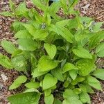 Mertensia paniculata Hoja