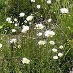 Leucanthemum graminifolium Цвят