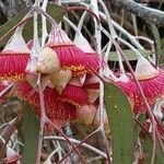 Eucalyptus caesia 花