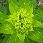 Euphorbia hyberna ফুল