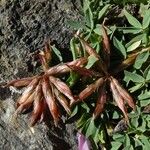 Trifolium alpinum Kvet