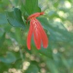 Dianthera candicans Кветка