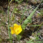 Calochortus monophyllus Fleur