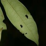 Lecythis idatimon Leaf
