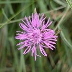 Centaurea decipiens 花