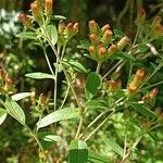 Inula conyza Blomma