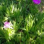 Carpobrotus edulis花