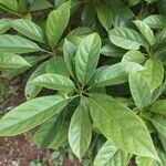 Baccaurea ramiflora Blatt