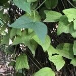 Passiflora citrina Leaf