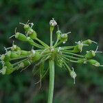 Peucedanum cervaria Fruto