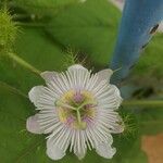 Passiflora foetida Kvet