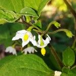 Solanum nigrum Flor