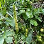 Selaginella selaginoides Folha