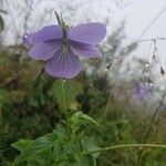 Viola cornuta Flower