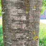 Celtis australis Rinde