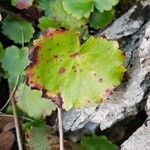 Saxifraga rotundifoliaBlatt