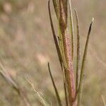 Micrargeria filiformis Blatt