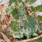Hyoscyamus albus Leaf