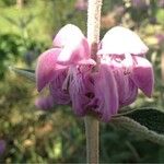 Phlomis purpurea Blüte