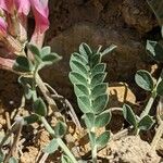 Astragalus incanus Blatt