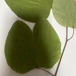 Bauhinia monandra Leaf