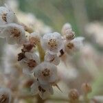 Tapeinosperma oblongifolium