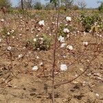 Gossypium hirsutum Fruto