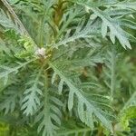 Euryops pectinatus Folio