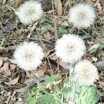 Chaptalia arechavaletae Hábito