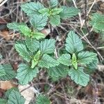 Teucrium flavum Leaf