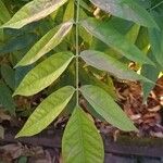 Wisteria sinensis Leaf