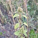 Amaranthus retroflexusŽiedas