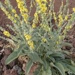 Verbascum sinaiticum Habitus