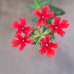 Verbena peruviana Flower