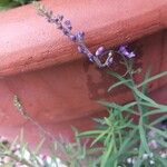 Linaria purpurea Floare