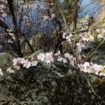 Prunus tomentosa 花