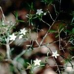 Psychotria deverdiana Plante entière