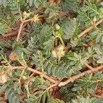 Tribulus terrestris অভ্যাস