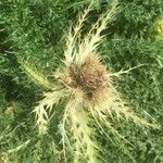 Cirsium spinosissimum Fruit