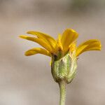 Stenotus acaulis Flor