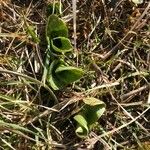 Neottia ovata Folha