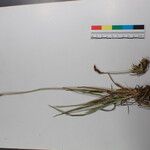 Carex uncinioides 其他