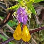 Melampyrum subalpinum Квітка