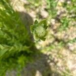 Castilleja occidentalis Žiedas