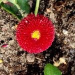 Bellis rotundifolia Flower