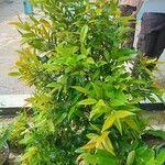 Syzygium jambos Levél