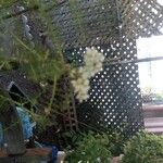 Achillea millefolium 花