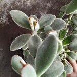 Kalanchoe tomentosa 葉