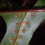 Drynaria laurentii Leaf